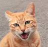 Meower2024's avatar