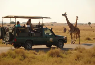 Safari truck carrying tourists driving on a dirt road in the savannah with giraffes standing in the background under warm natural light
